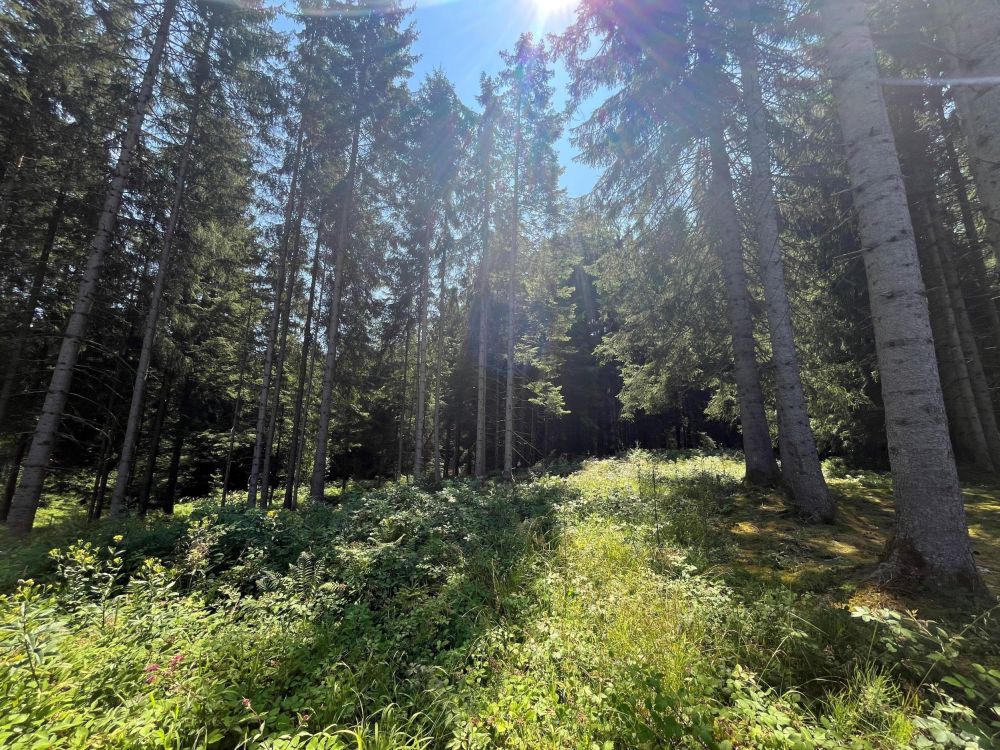 WALDERLEBNIS!!!   Waldgrundstück Nähe Lengenwang