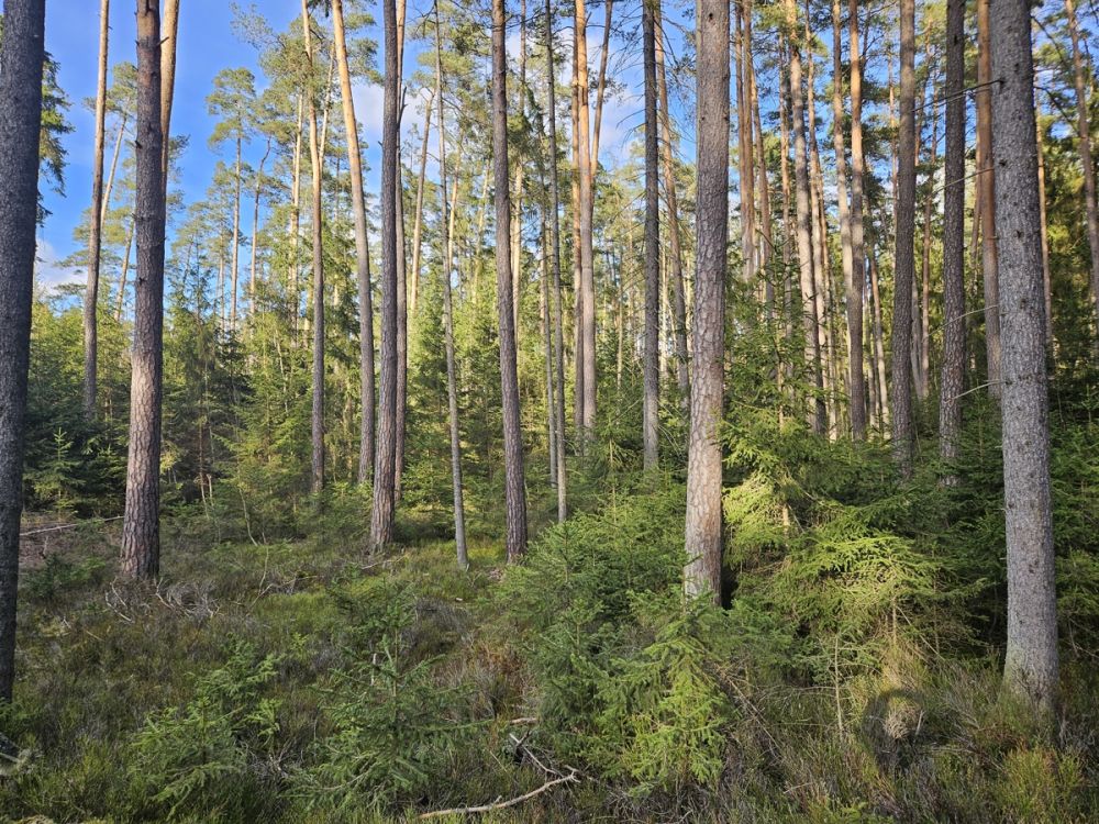 Große zusammenhängende Waldfläche nahe Falkenberg zu verkaufen