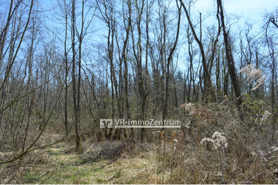 Blick in den Baumbestand