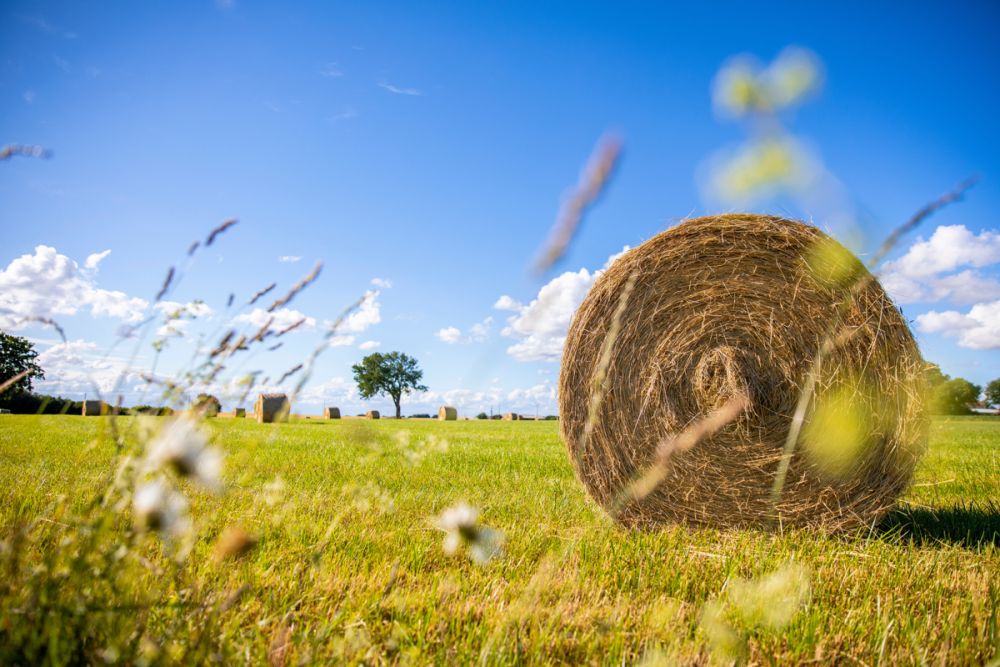 Landwirtschaftliche Fläche - Rain/Straubing!