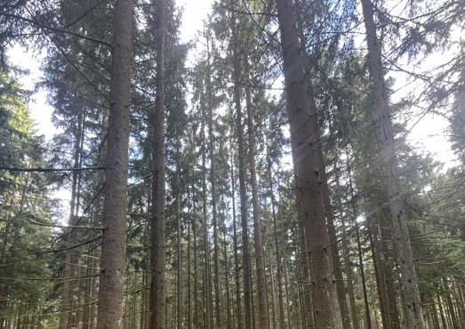 Waldgrundstück zu verkaufen in Altenstadt bei Vohenstrauß!