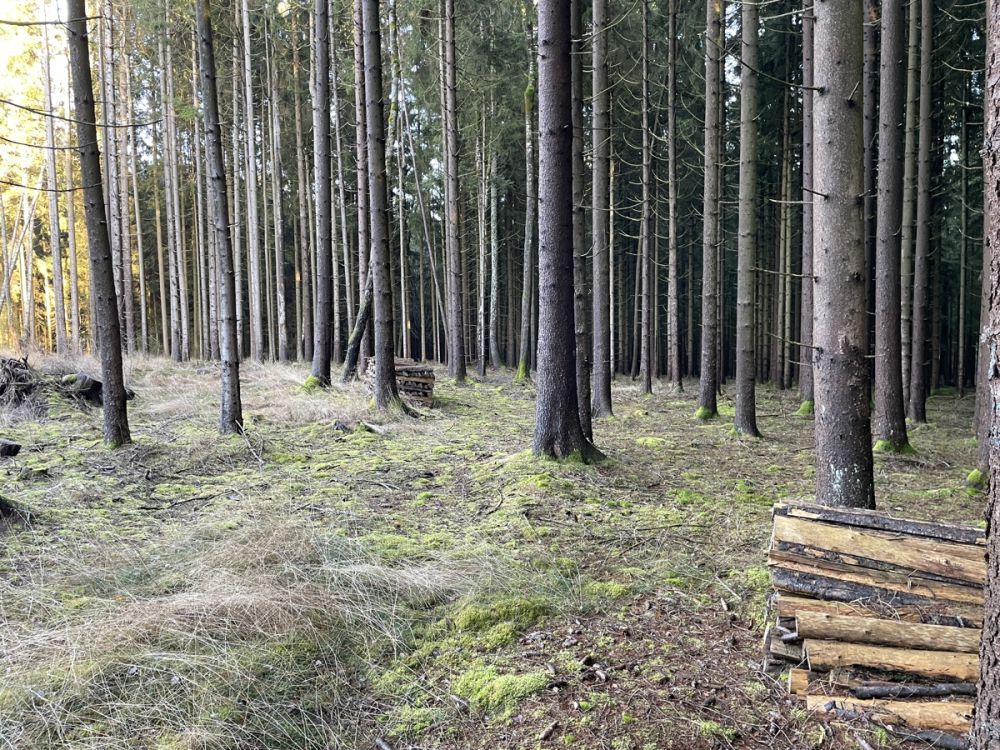 Großzügige Waldfläche in Moosbach – sofort verfügbar!