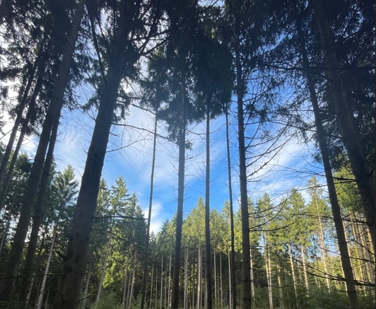 Waldgrundstück zu verkaufen!