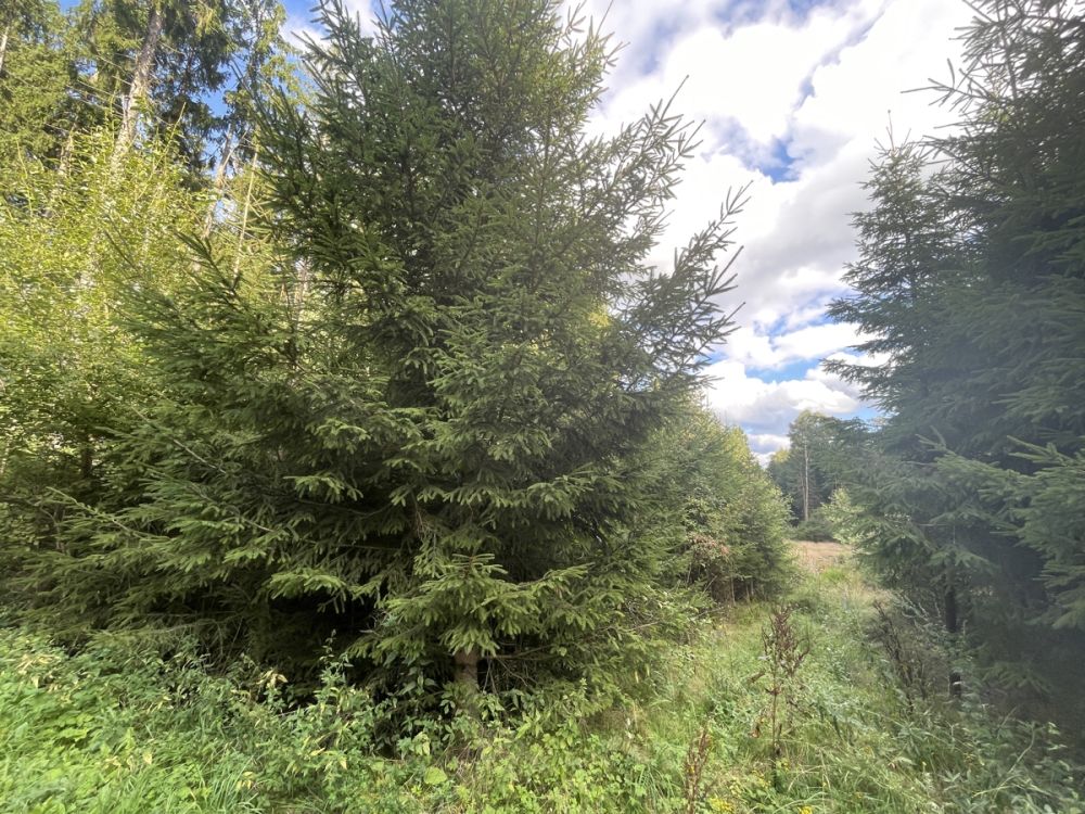 Ein Waldgrundstück bei Vohenstrauß zu verkaufen!