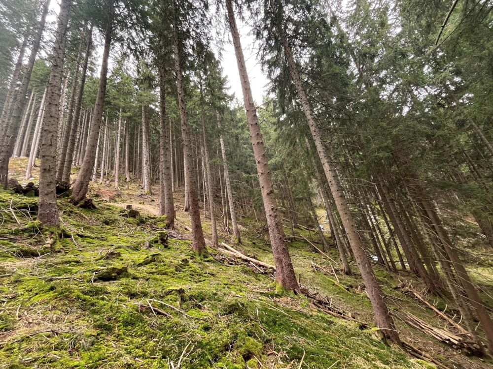 WERDEN SIE WALDBESITZER!!!    Waldgrundstück in der Nähe von Nesselwang