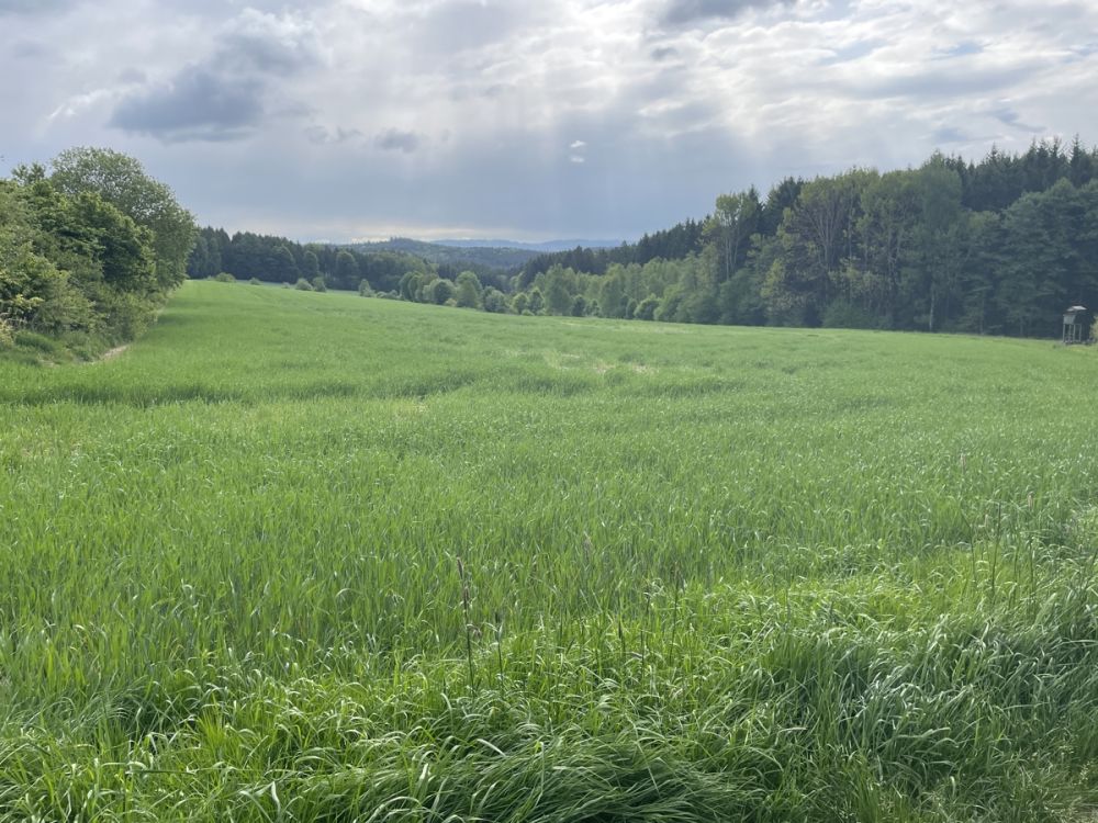 Landwirtschaftliche Fläche mit guter Zufahrt in Reichenau!