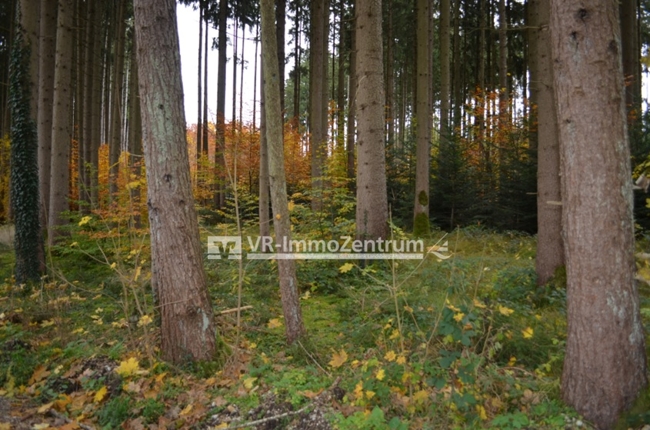 großzügiges Waldgrundstück im „Westerholz“