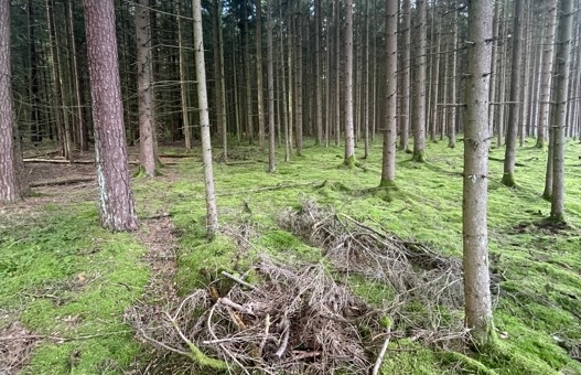 Waldgrundstück bei Vohenstrauß zu verkaufen!