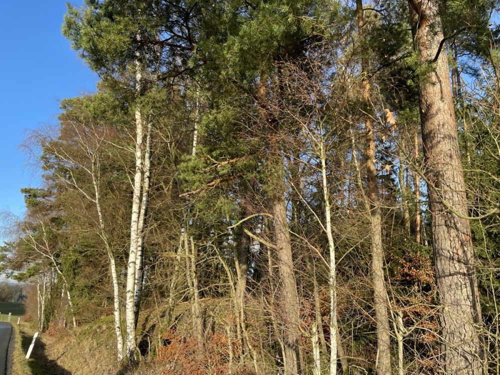 Wald mit guter Zufahrt