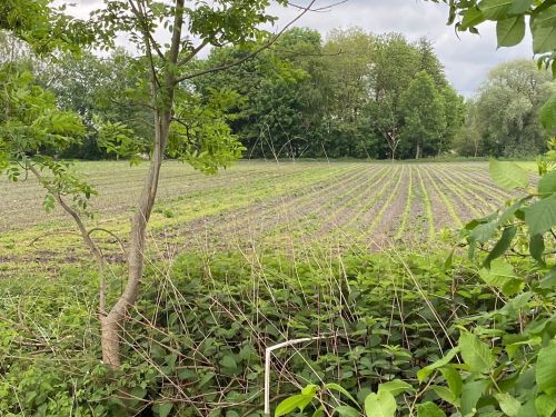 Ackerfläche in Ismaning 