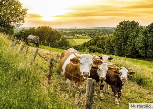 Eine Kombination aus Wiesenfläche mit angrenzendem Ackerland in Ibbenbüren-Dörenthe 