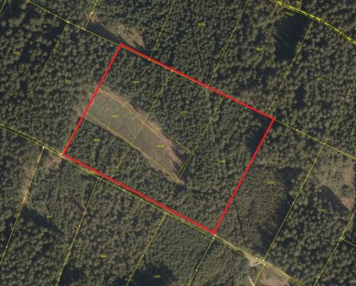 Attraktive Waldfläche mit gepflegtem Bestand im Bereich Moosbach! 