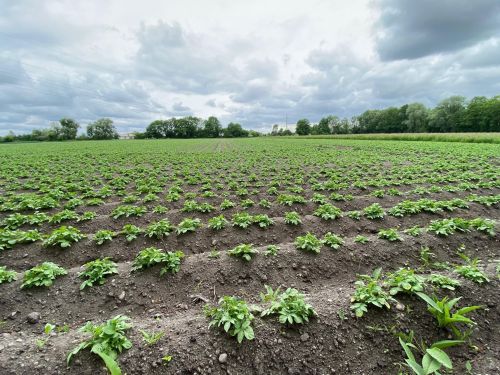 Ackerfläche in Ismaning 