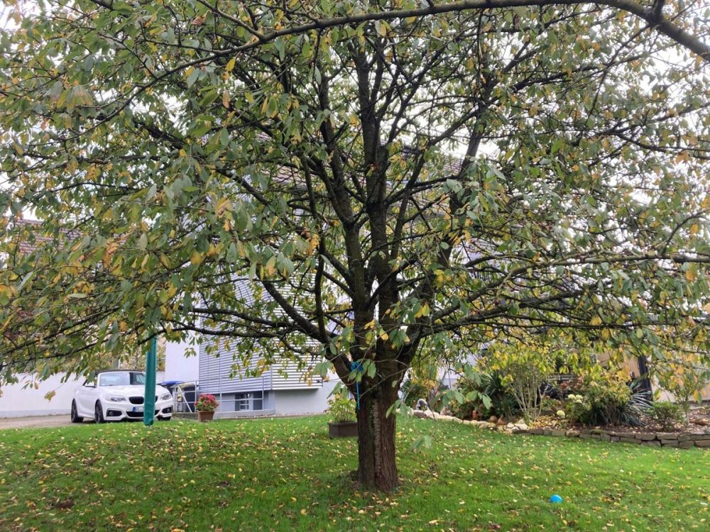 Dreifamilienhaus in schöner und ruhiger Wohnlage im Stadtteil Katterbach