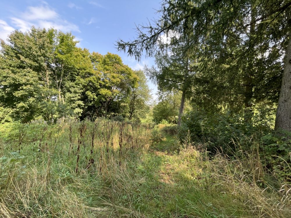 Ruhig gelegenes Baugrundstück mit Halle und riesigen Gartengrundstück!