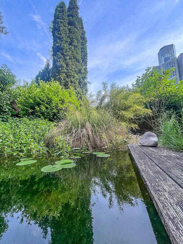 Fotos vom Sommer - Garten mit Teich