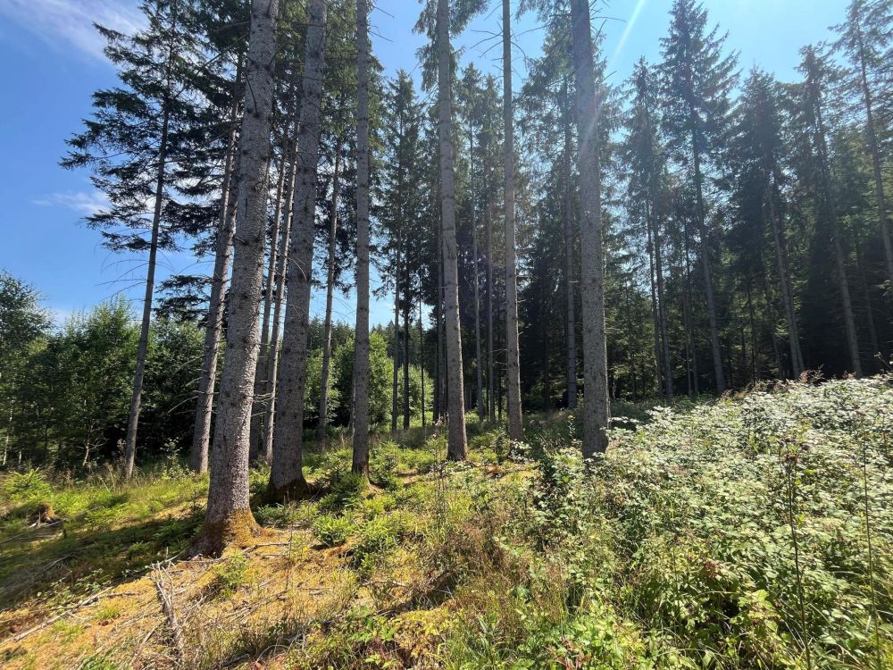 WALDERLEBNIS!!!   Waldgrundstück Nähe Lengenwang
