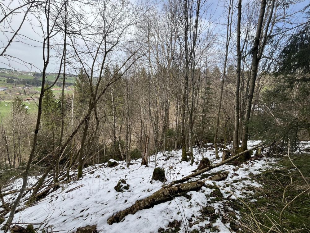 HOLZ MACHT 2x WARM!!!
Waldgrundstück in Wertach