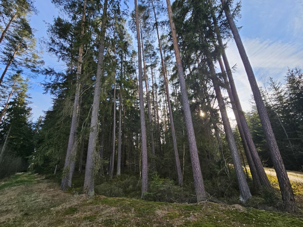 Große zusammenhängende Waldfläche nahe Falkenberg zu verkaufen