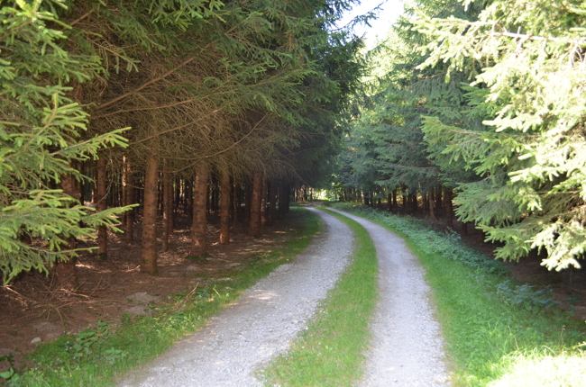landwirtschaftliche Fläche - Wiese