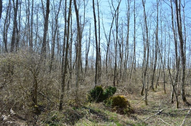 Blick in den Baumbestand