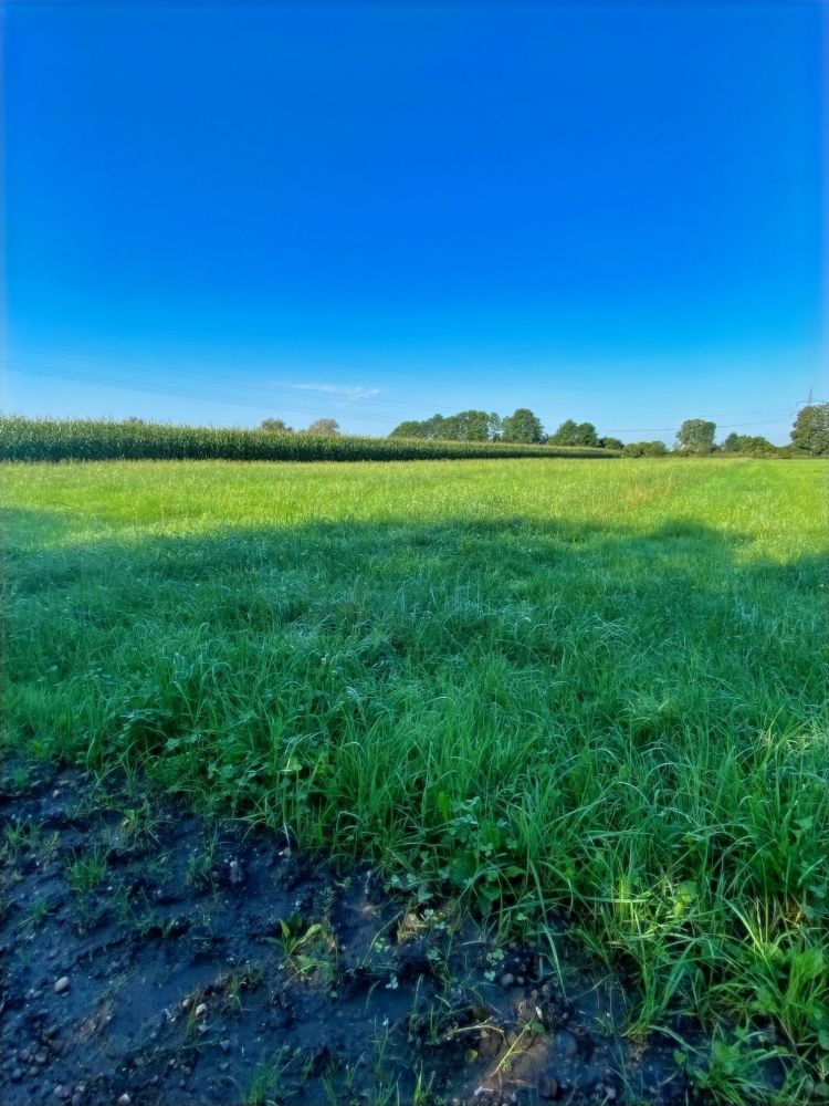 Grünland - Nähe Mayerbacherstraße in der Ismaninger Flur