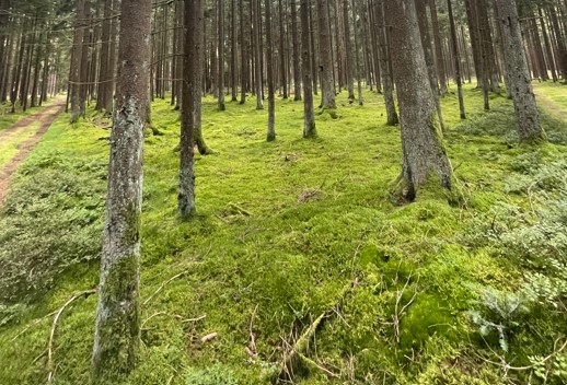 Waldgrundstück zu verkaufen in Altenstadt bei Vohenstrauß!