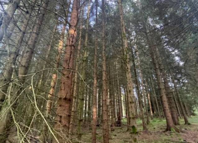 Waldgrundstück zu verkaufen!