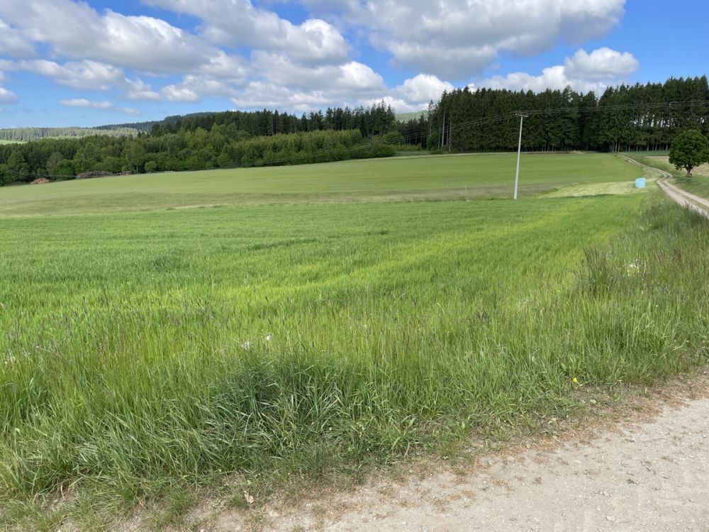 Landwirtschaftliche Fläche 
im Bereich Pleystein zu verkaufen!