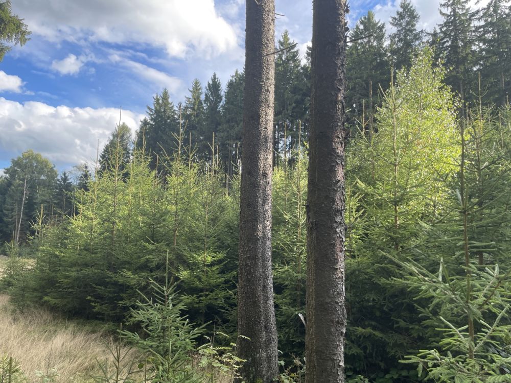 Ein Waldgrundstück bei Vohenstrauß zu verkaufen!