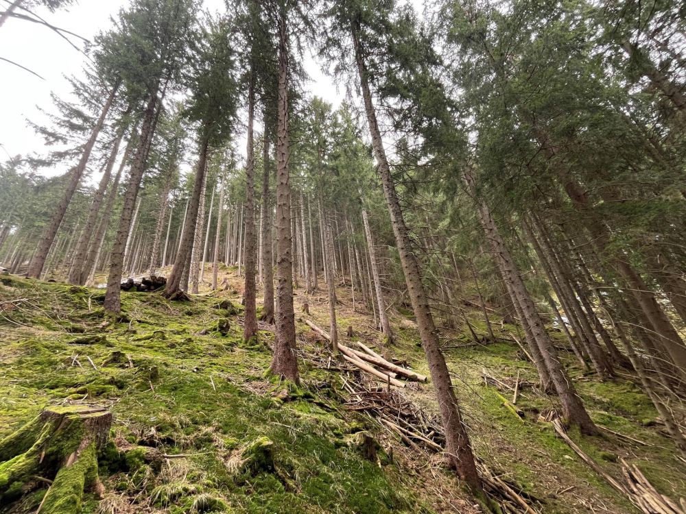 WERDEN SIE WALDBESITZER!!!    Waldgrundstück in der Nähe von Nesselwang