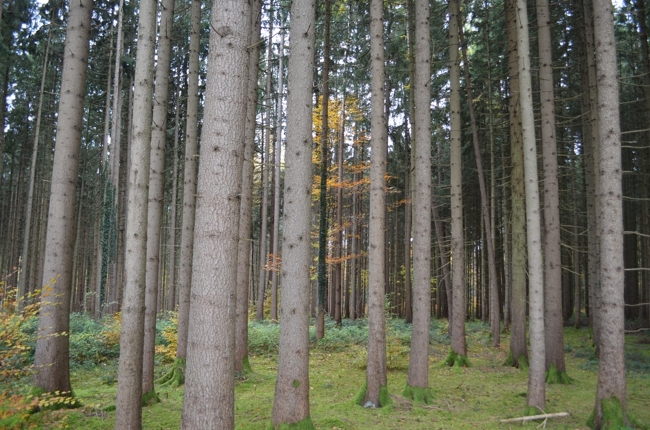 großzügiges Waldgrundstück im „Westerholz“