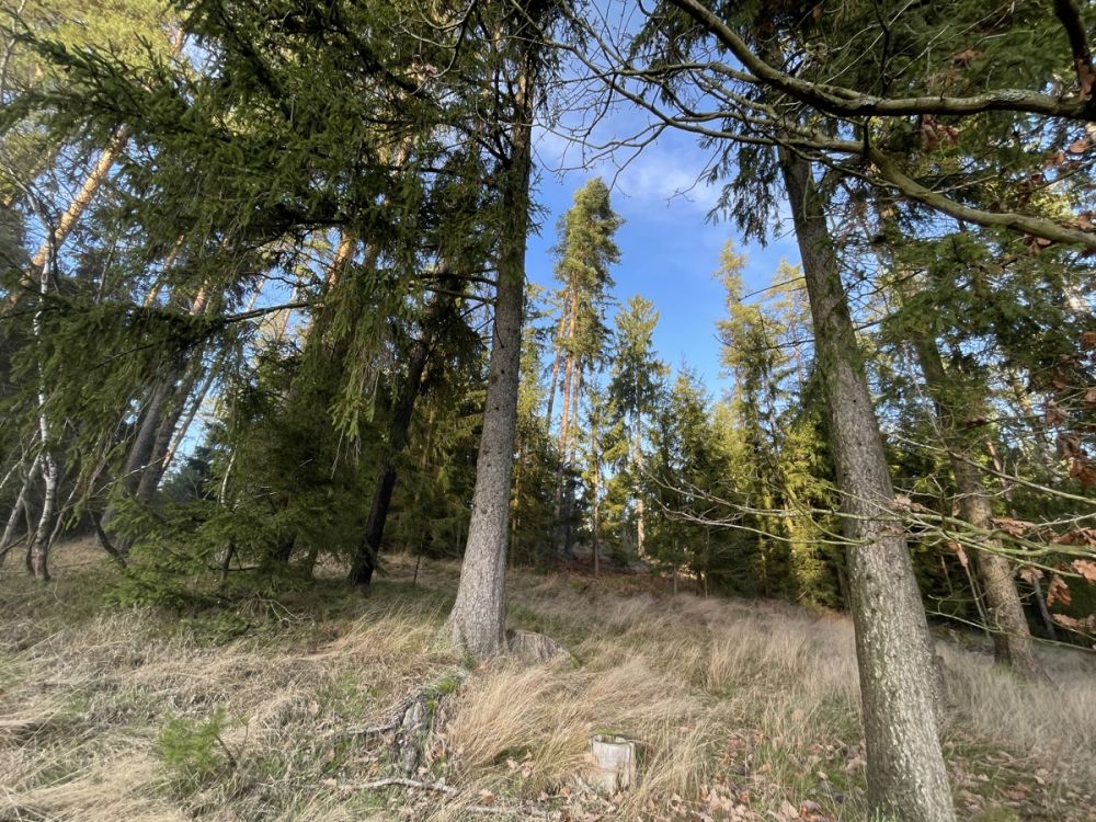 Waldgrundstück mit Kiefernbestand nahe Tirschenreuth (2)