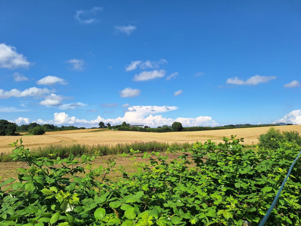 Hyygeliges, ebenerdiges Holzhaus in ruhiger Feldrandlage