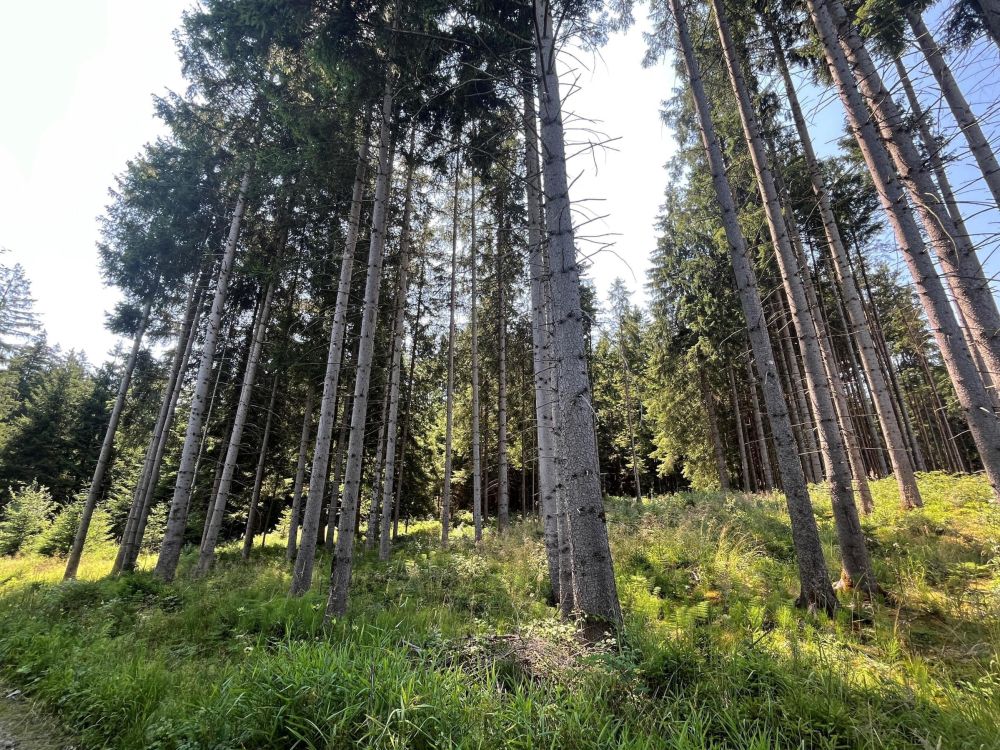 WALDERLEBNIS!!!   Waldgrundstück Nähe Lengenwang