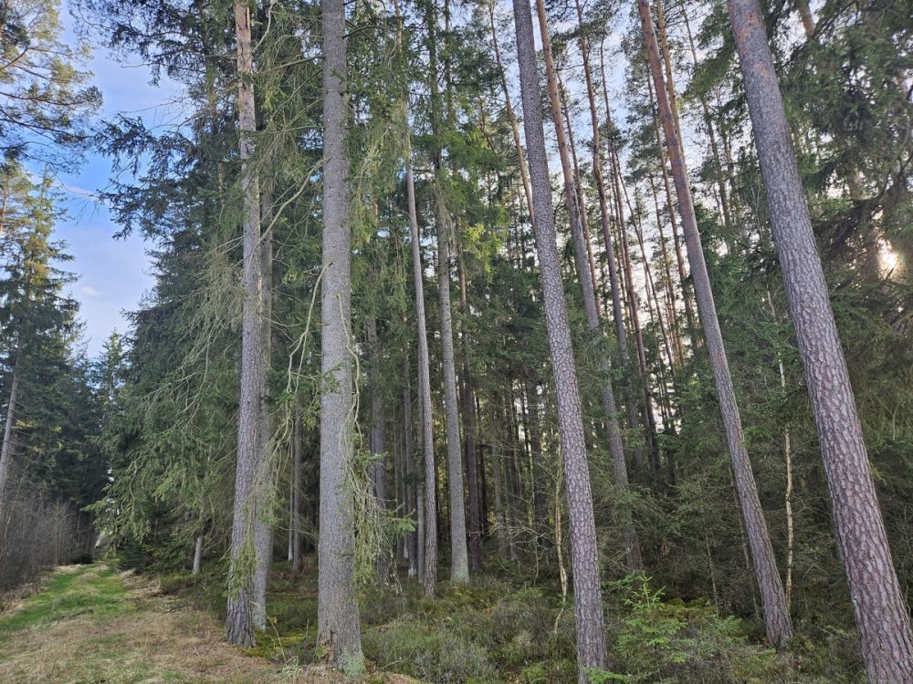 Große zusammenhängende Waldfläche nahe Falkenberg zu verkaufen