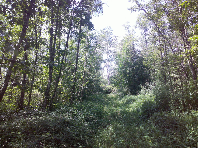 Blick in den Baumbestand