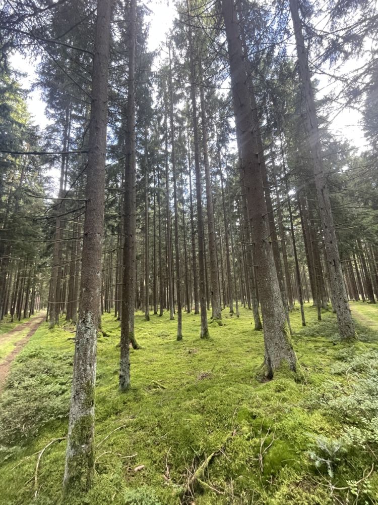 Waldgrundstück zu verkaufen in Altenstadt bei Vohenstrauß!