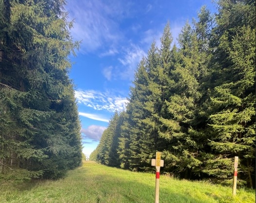 Waldgrundstück zu verkaufen!