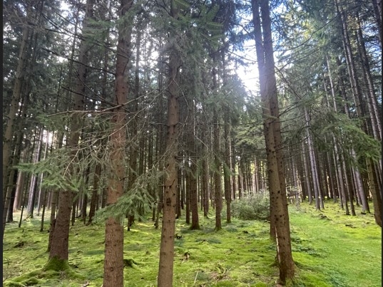 Ein Waldgrundstück bei Vohenstrauß zu verkaufen!