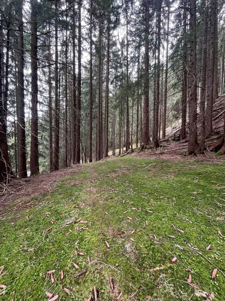 WERDEN SIE WALDBESITZER!!!    Waldgrundstück in der Nähe von Nesselwang