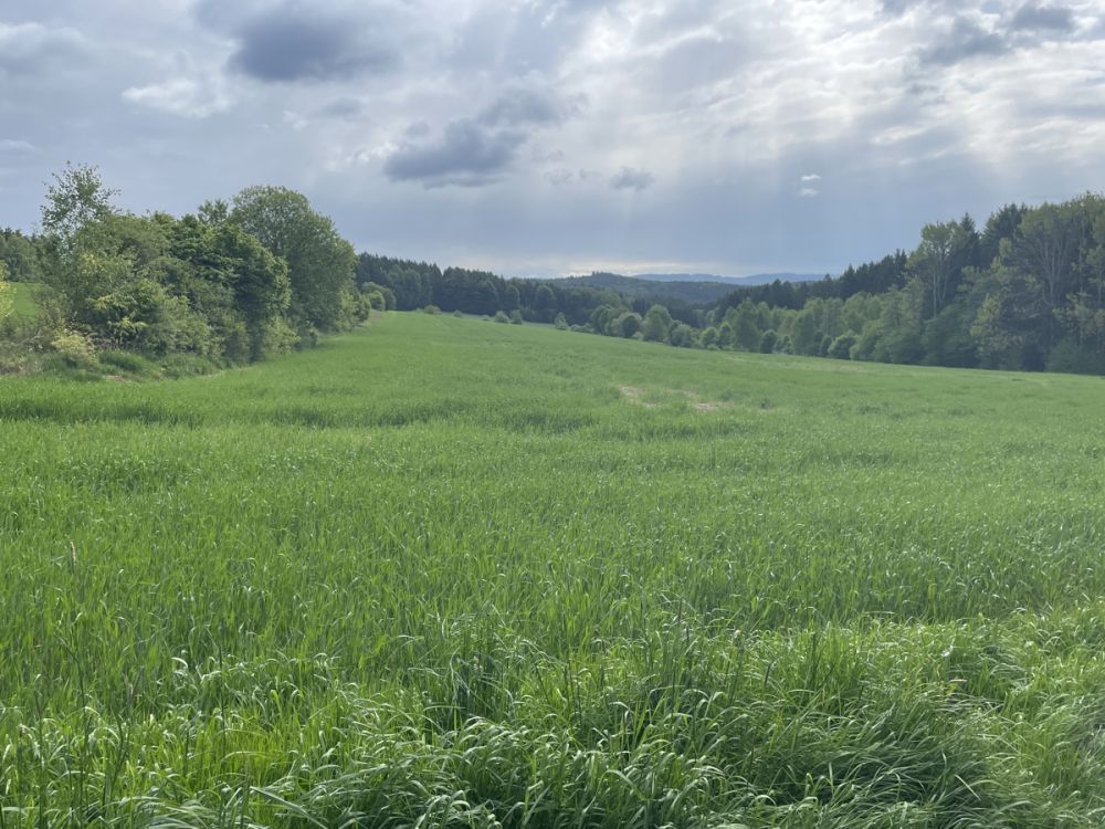 Landwirtschaftliche Fläche mit guter Zufahrt in Reichenau!