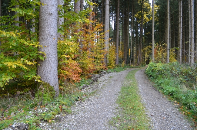 großzügiges Waldgrundstück im „Westerholz“