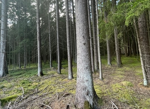 Waldgrundstück bei Vohenstrauß zu verkaufen!