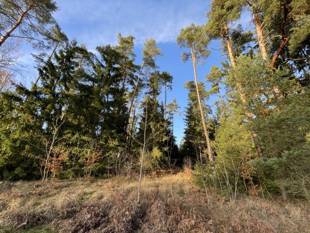 Waldgrundstück mit Kiefernbestand nahe Tirschenreuth (3)