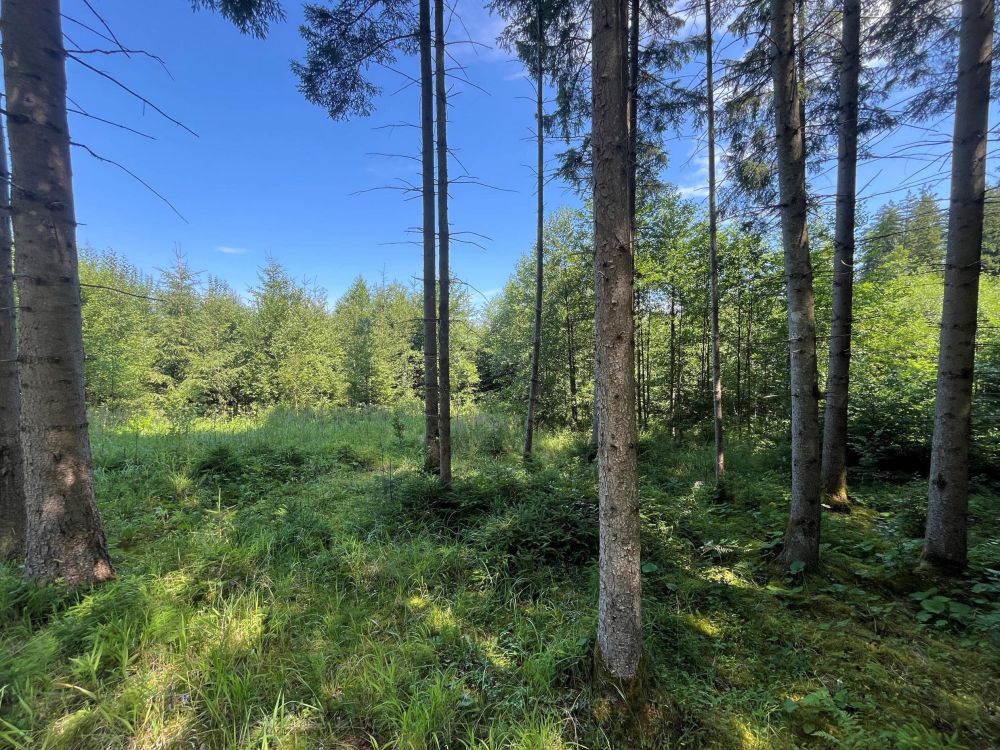 WALDERLEBNIS!!!   Waldgrundstück Nähe Lengenwang