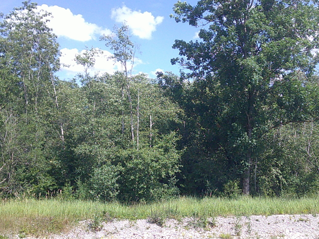 Blick in den Baumbestand