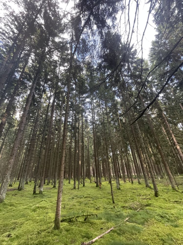 Waldgrundstück zu verkaufen in Altenstadt bei Vohenstrauß!