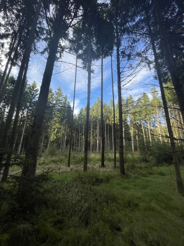 Waldgrundstück zu verkaufen!