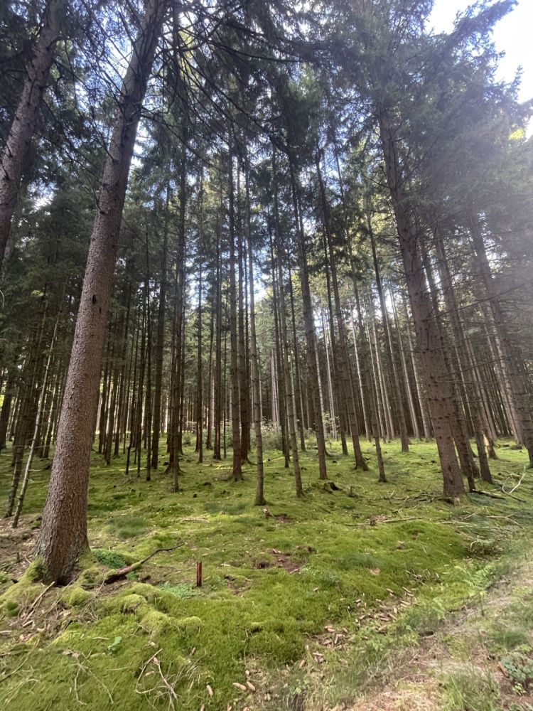 Ein Waldgrundstück bei Vohenstrauß zu verkaufen!